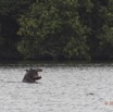 220 LOANGO Inyoungou Lagune Ngove Hippopotame Hippopotamus amphibius 12E5K2IMG_79533wtmk.jpg